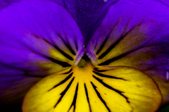 Viola
