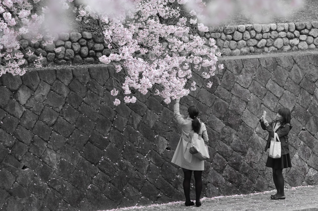 お花見