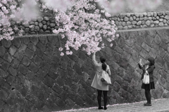 お花見