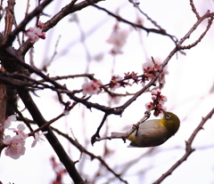 咲きはじめの桜と必至なめじろ