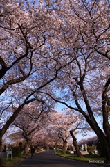 朝陽を浴びた桜のトンネル