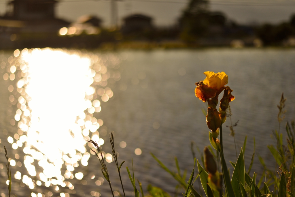 夕に咲く