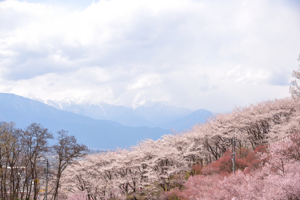 弘法山の春