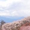 弘法山の春