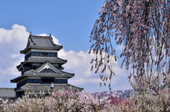 枝垂れ桜と松本城