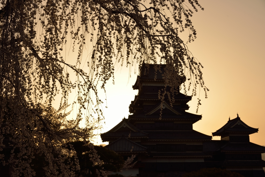 枝垂れ桜と松本城　夕日を浴びて