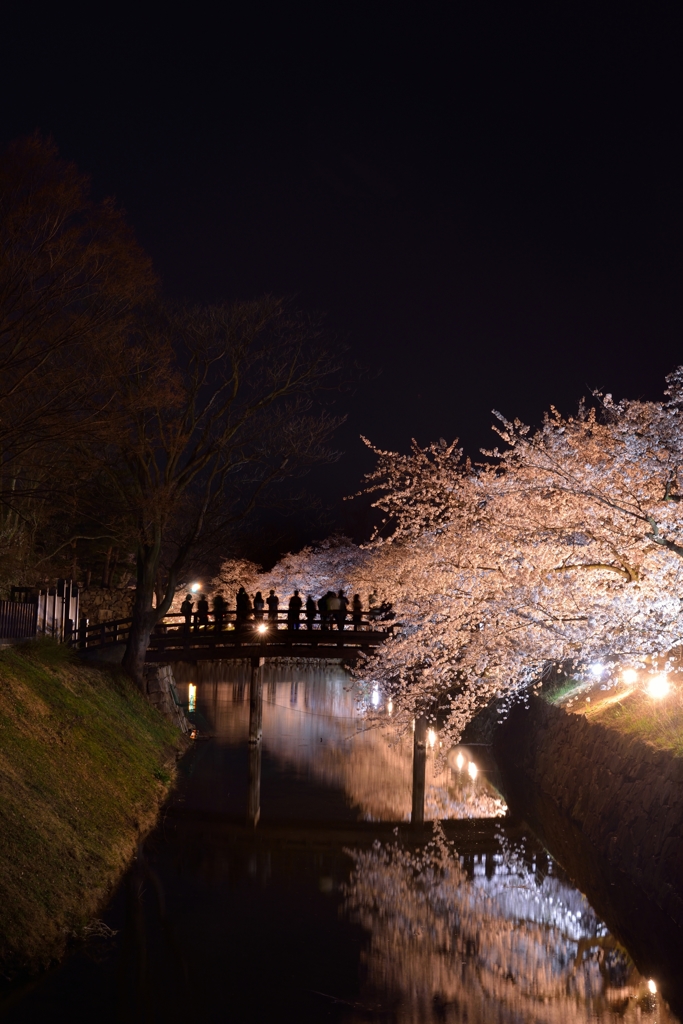 夜桜に魅入られて