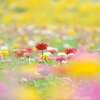 百日草の幻惑
