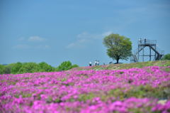 世羅の芝桜－３