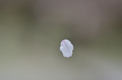 見えます～？