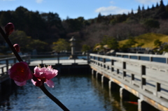 初春の三景園-4