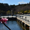 初春の三景園-4