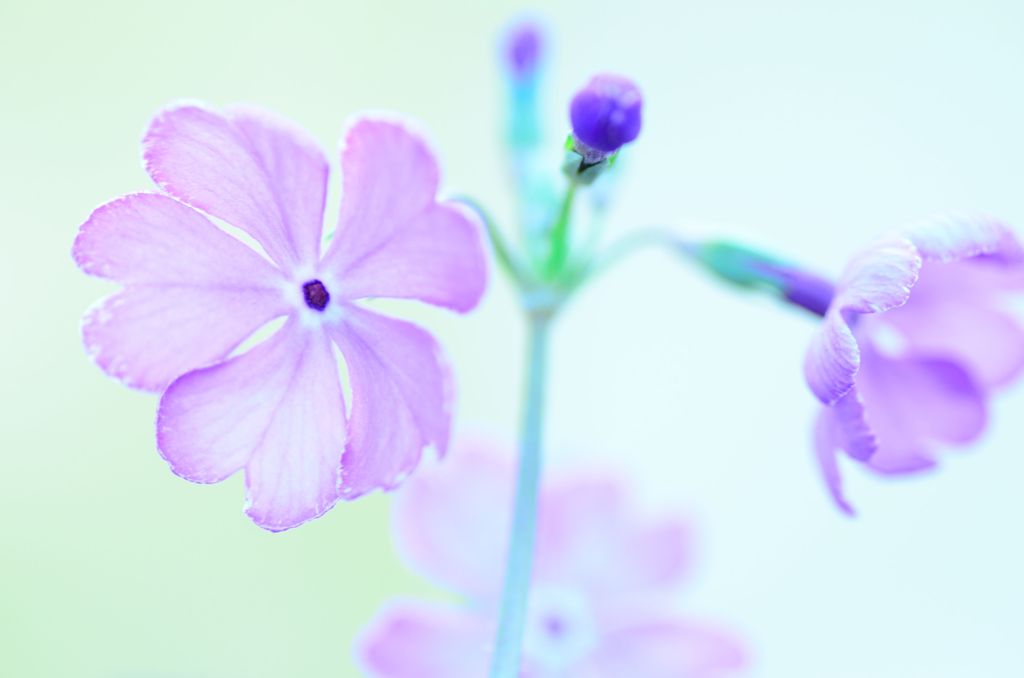 花　６