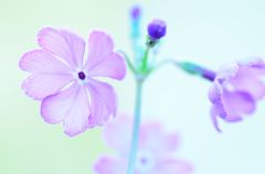 花　６