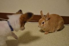 どっちもそろり・・・