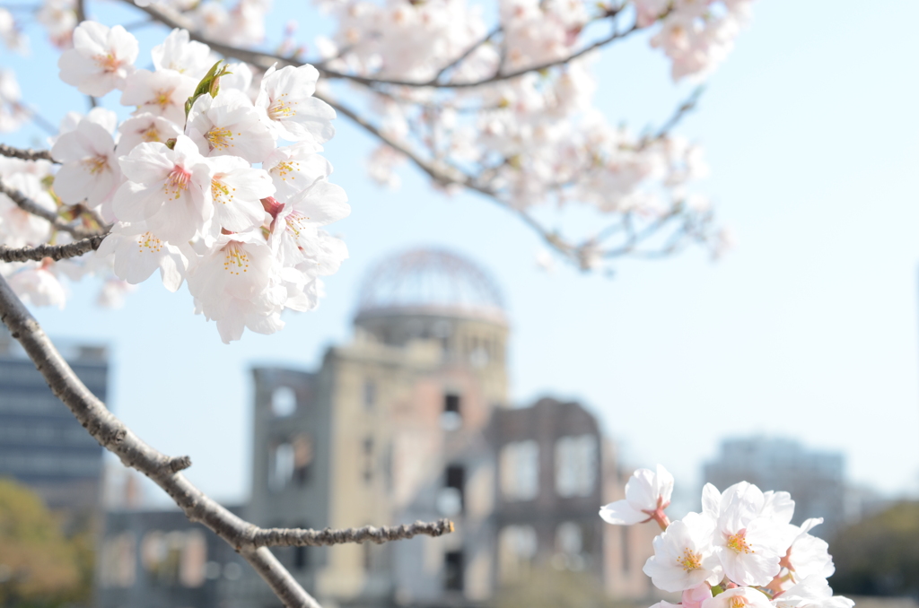 桜２