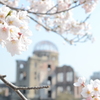桜２