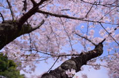 満開の縮景園－４