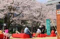 満開の縮景園－３