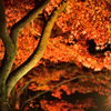 縮景園　ライトアップ　１