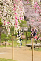 満開の縮景園－１