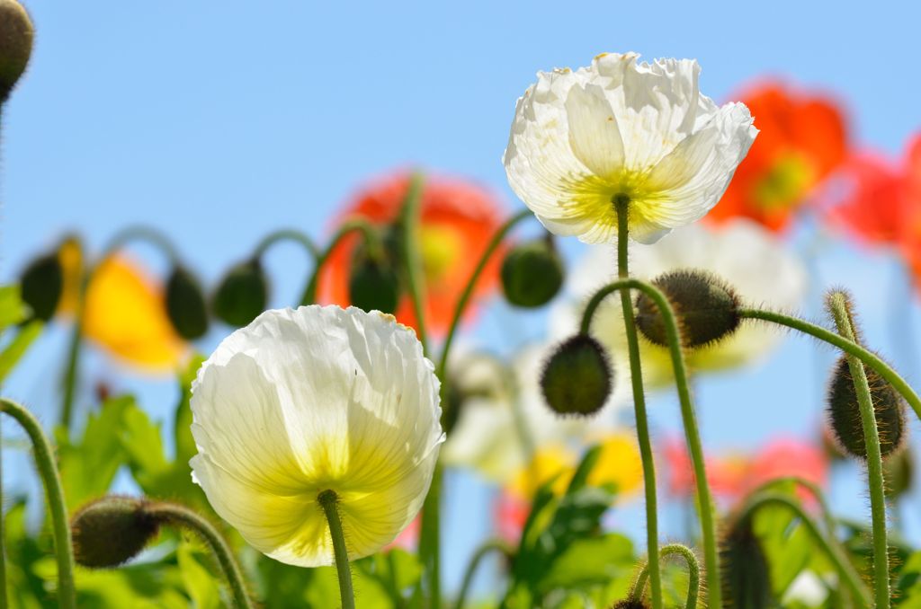 花　１