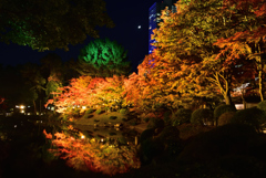 縮景園　ライトアップ　２