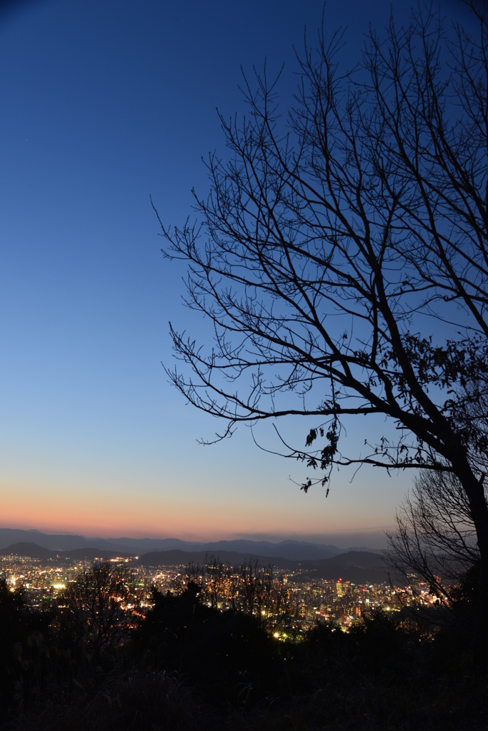 Twilight tree