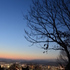 Twilight tree