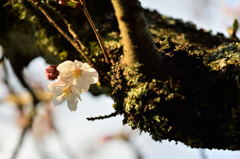 少ない桜を探して。。。