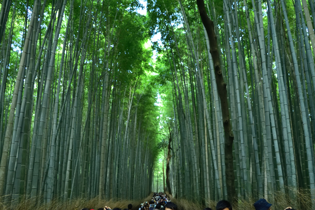 嵐山の竹林