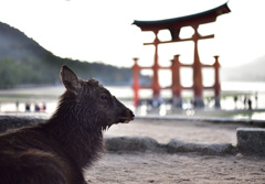 宮島_08