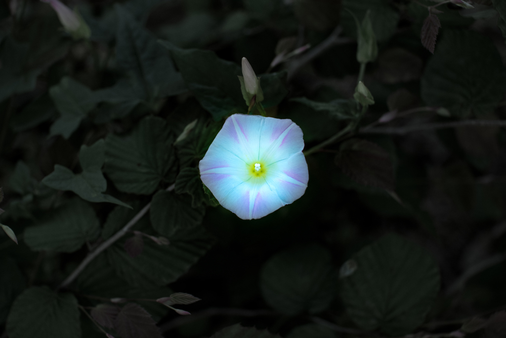 brightness