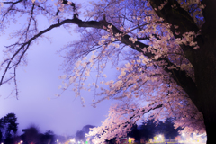 夜桜