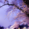 夜桜