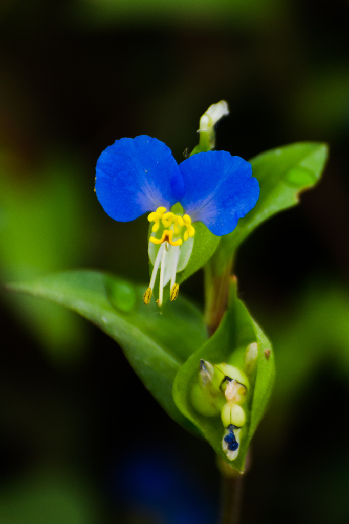 dayflower