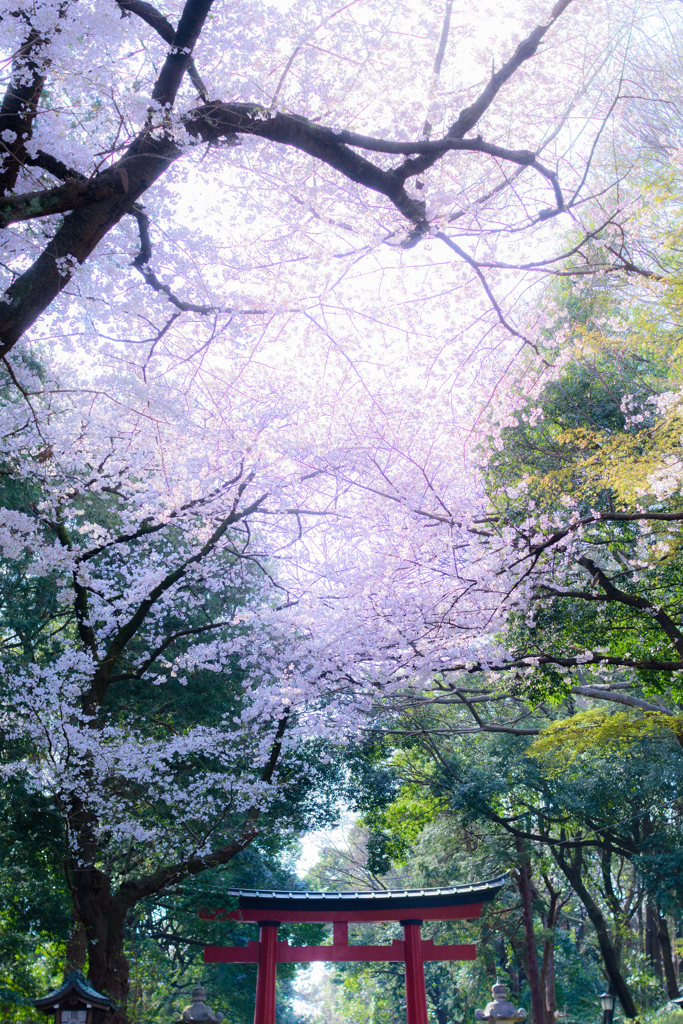 桜鳥居