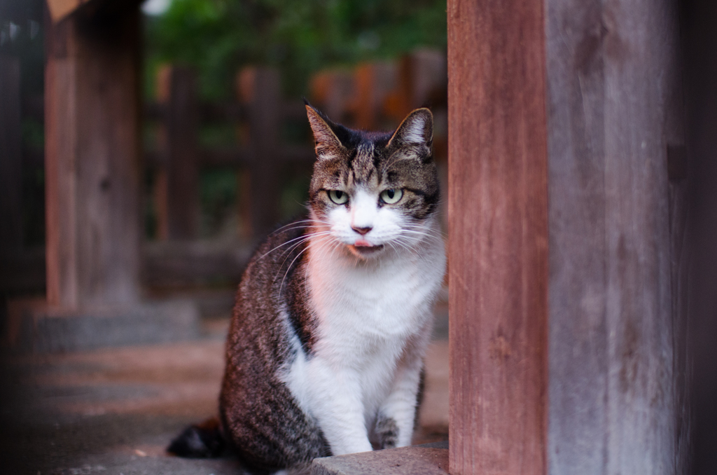 ちょいだし