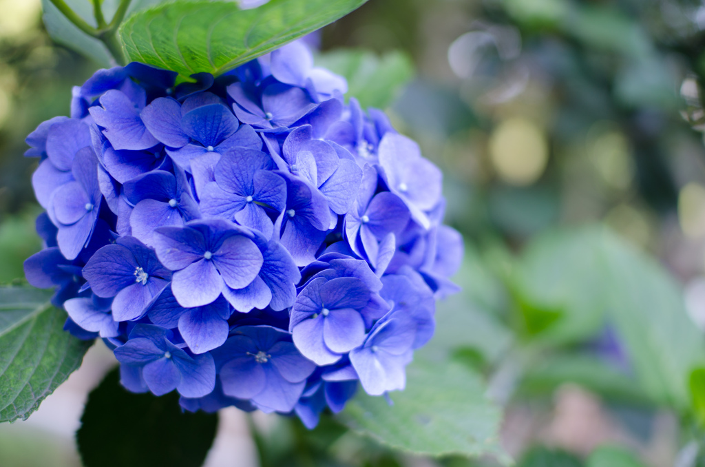 紫陽花