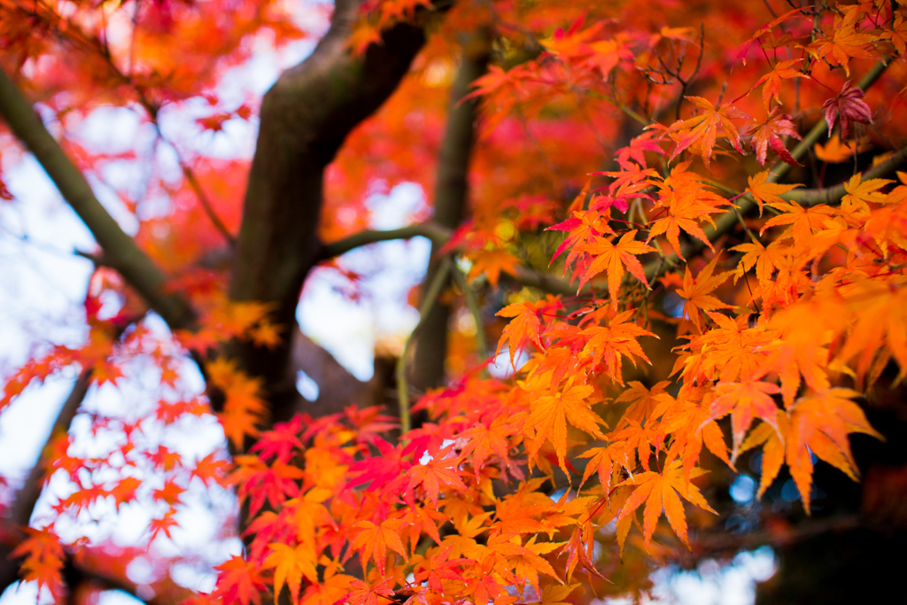 momiji