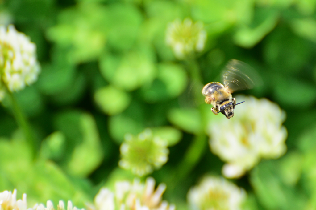 fly away