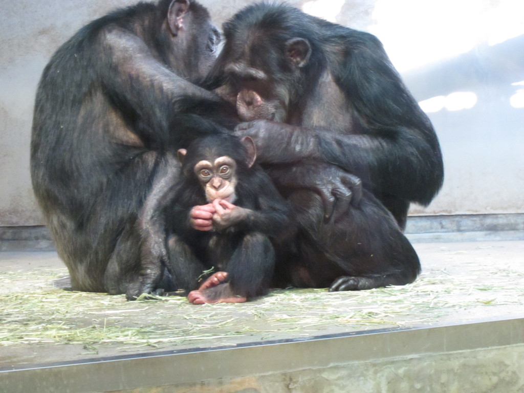石川動物園