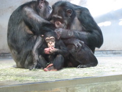 石川動物園