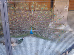 石川動物園