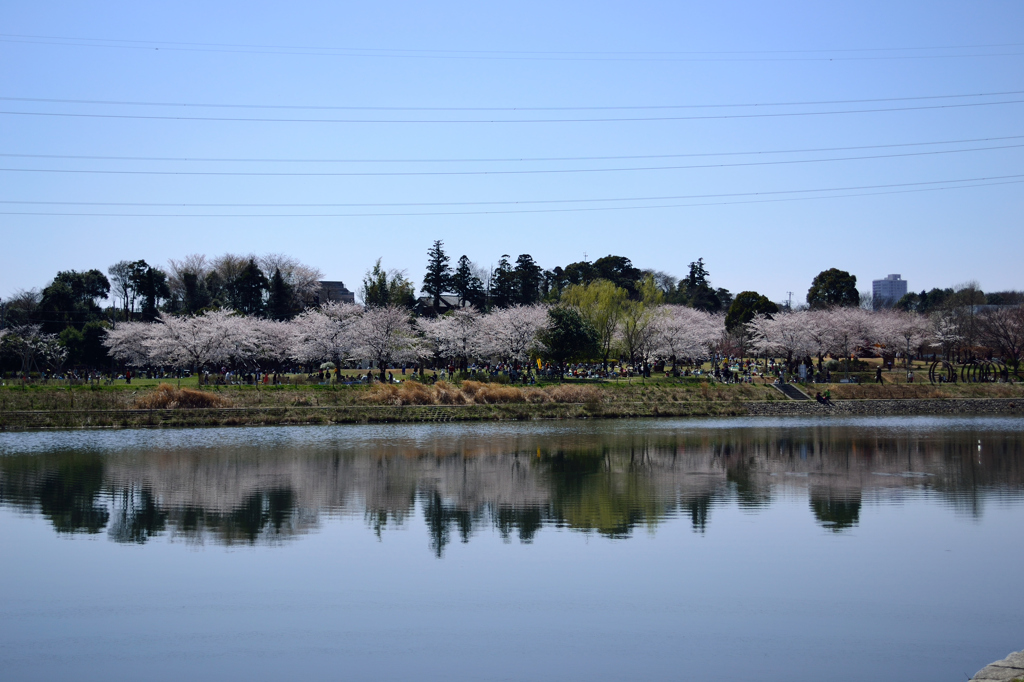 逆さ桜