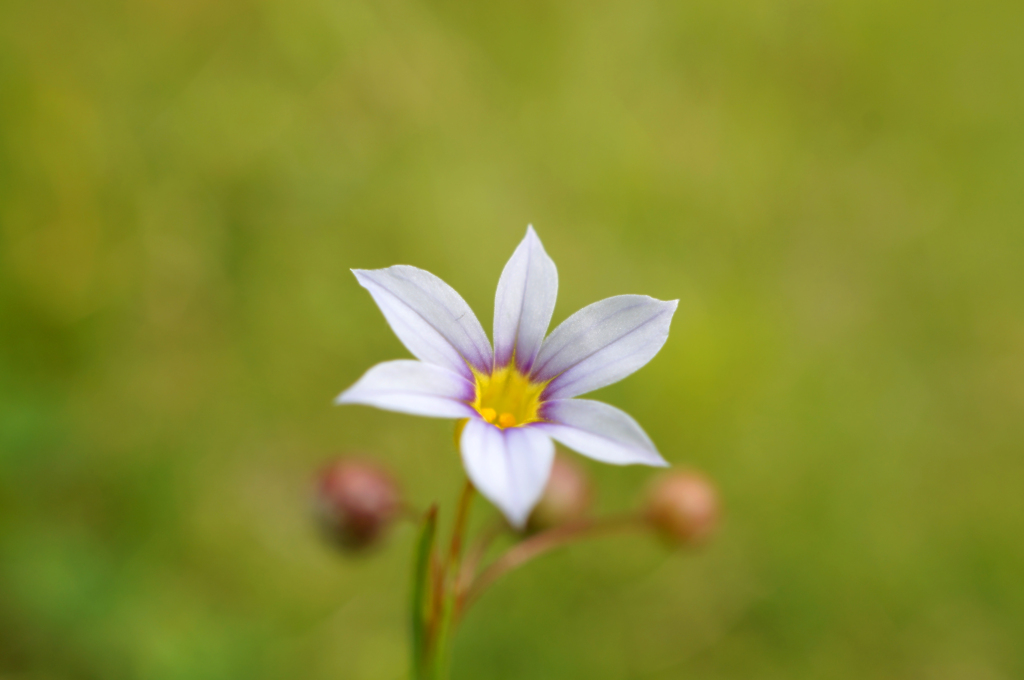 昼下がりの一輪花