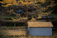 屋根がかわっちゃった