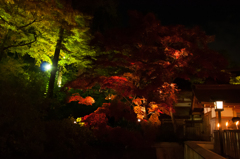 夜もみじver3