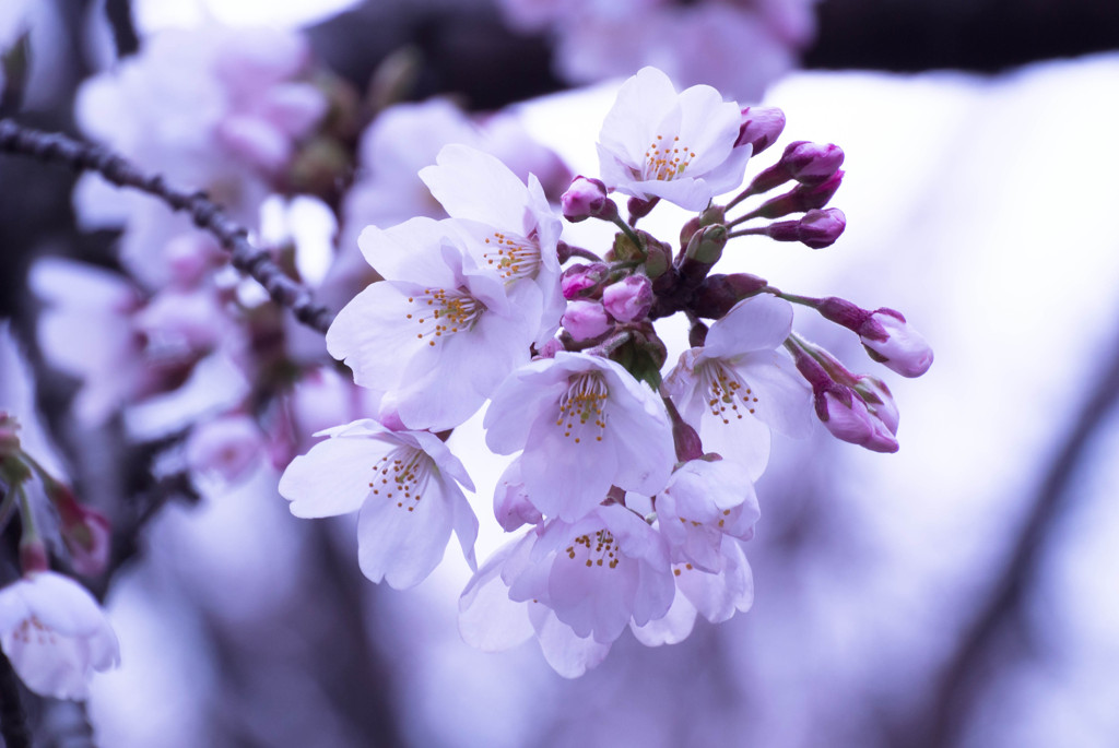 桜の時期