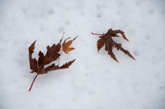 枯葉と雪の共演